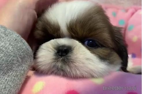 成約済の東京都のシーズー-203812の3枚目